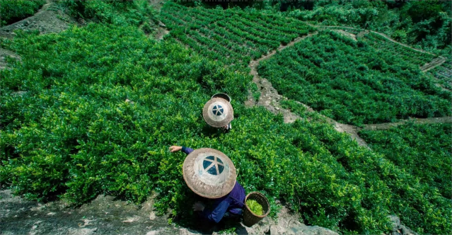 发掘乡土宝藏，拓展市场新空间