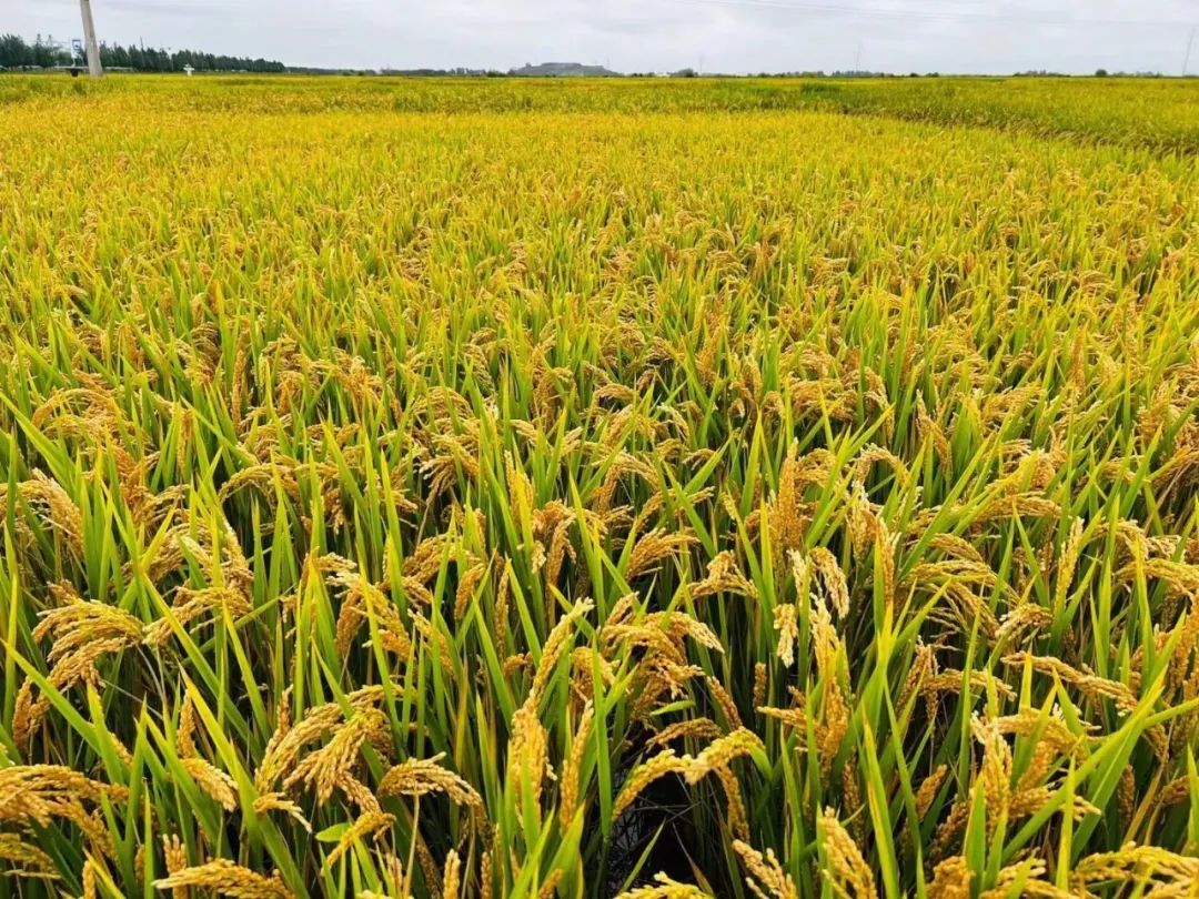 打造田园综合体：实现乡村振兴的新路径