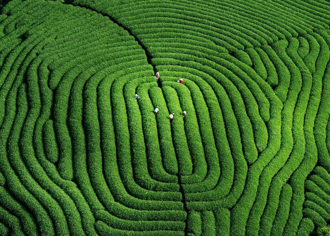 农业文化遗产：乡村振兴的强大助力