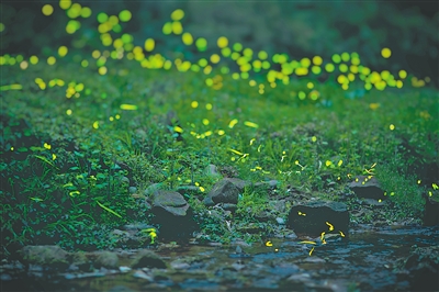 守护点点萤光，萤火虫旅游热兴起