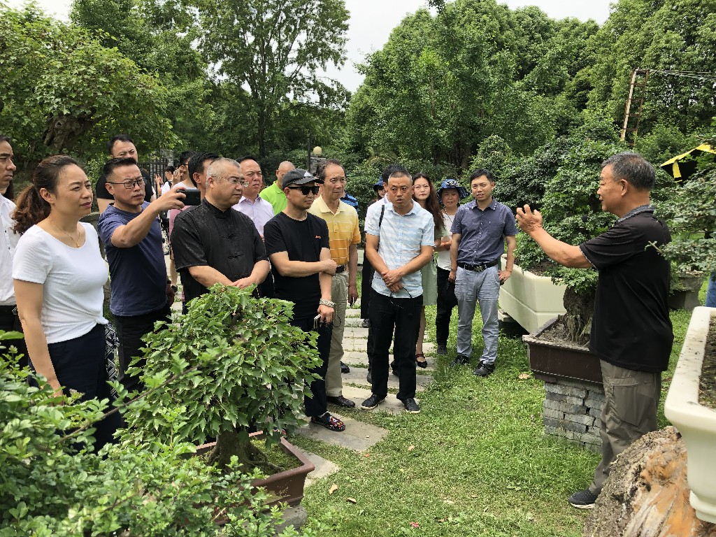 盆景“异化”︱不朽情缘MG-中国官方网站将全面打造盆景文化新地标！